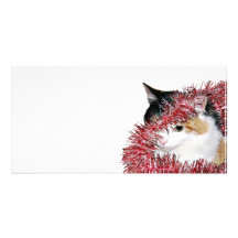 Humbug kitty photo greeting card