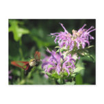Hummer Moth Postcard