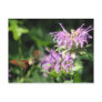 Hummer Moth Postcard