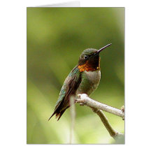 Humming Bird Card