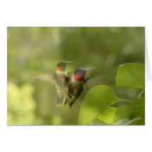 Humming Bird Card