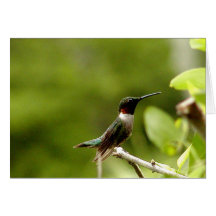 Humming Bird Cards