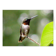 Humming Bird Cards