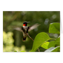 Humming Bird Cards