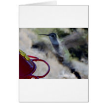 Humming Bird Cards