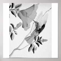 humming bird graphite poster