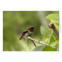 Humming Bird Greeting Card