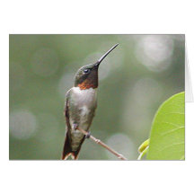 Humming Bird Greeting Cards