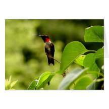 Humming Bird Greeting Cards