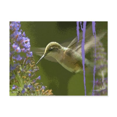 Humming Bird Harmony by arteologist23