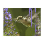 Humming Bird Harmony postcards