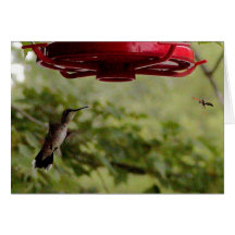 Humming Bird & Hornet Greeting Cards