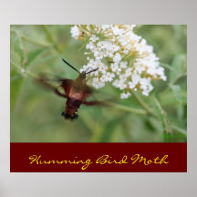 Humming Bird Moth Poster