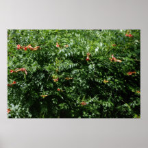 Humming Bird Plant Print
