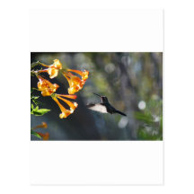 Humming Bird Post Cards