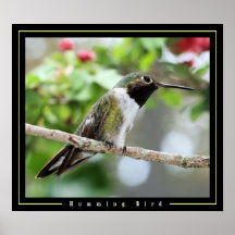 Humming Bird Poster