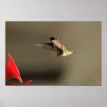 Humming Bird Print