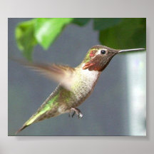 Humming Bird Posters
