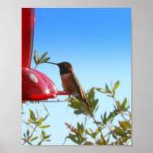 humming bird resting print