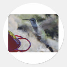 Humming Bird Round Stickers