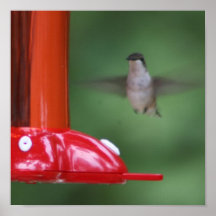 humming birds 2006 157 poster