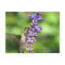 Hummingbird 2 Postcard