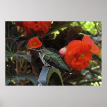 Hummingbird and Begonias