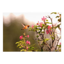 Hummingbird and Flowers Art Photo