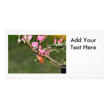 Hummingbird and Flowers Picture Custom Photo Card