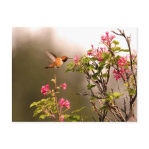 Hummingbird and Flowers Postcard
