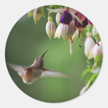Hummingbird And Fushia Flower Plant Sticker