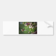 Hummingbird and Fushia Plant Bumper Stickers