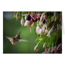 Hummingbird and Fushia Plant Greeting Card