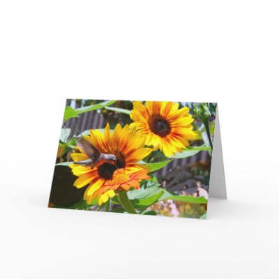 Hummingbird and Sunflowers Greeting Card by grnidlady