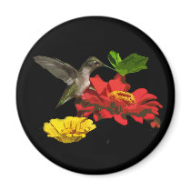 Hummingbird and Zinnias