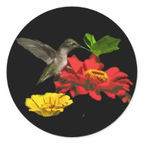 Hummingbird and Zinnias