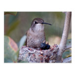 Hummingbird Babies 2 Postcard