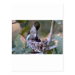 Hummingbird Babies Post Cards