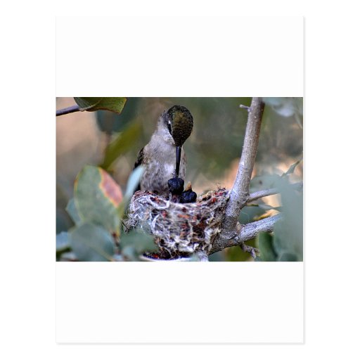 Hummingbird Babies Post Cards