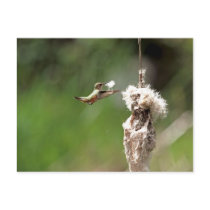 Hummingbird Building a Nest Post Cards
