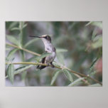 Hummingbird Canvas Print