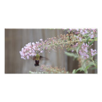 Hummingbird Clearwing Moth Photographic Print