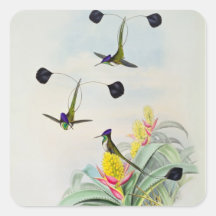 Hummingbird, engraved by Walter and Cohn Stickers