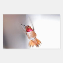 Hummingbird Flying Photo Stickers
