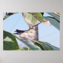 Hummingbird in Nest Posters