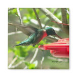 Hummingbird Magnet