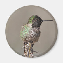 Hummingbird Magnet