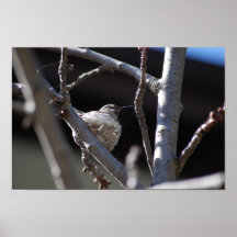 Hummingbird/Nesting Poster