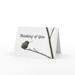 Hummingbird on Branch Greeting Cards