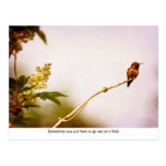 Hummingbird Out on a Limb Post Cards